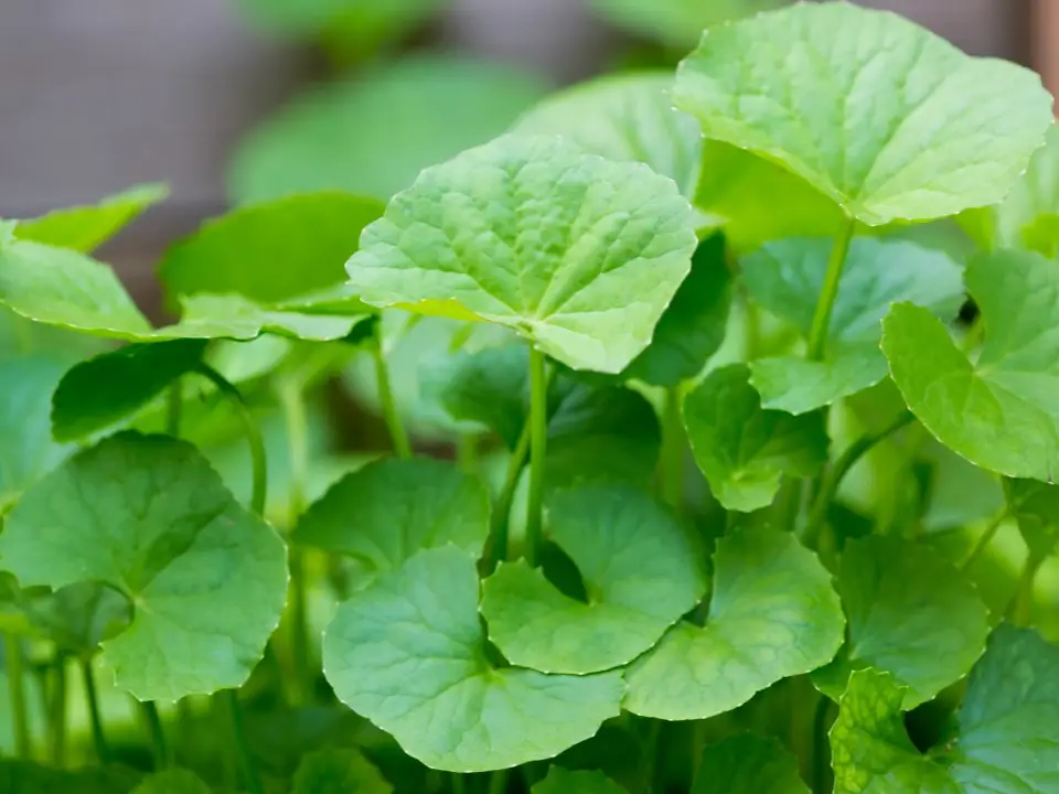 Centella Asiatica Per Gambe Gonfie